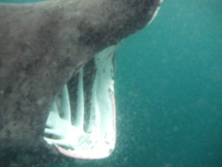 Basking shark 2