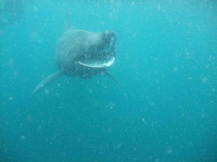 Basking shark 1