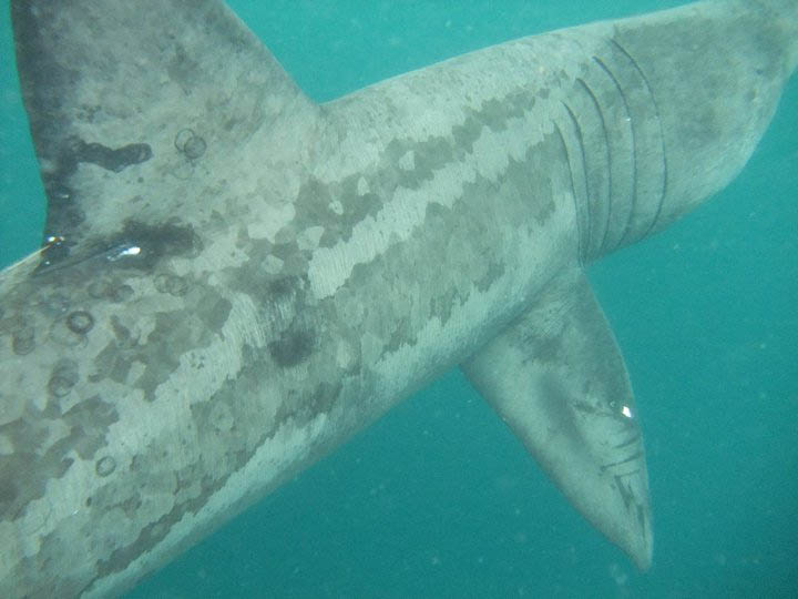 Basking shark 4